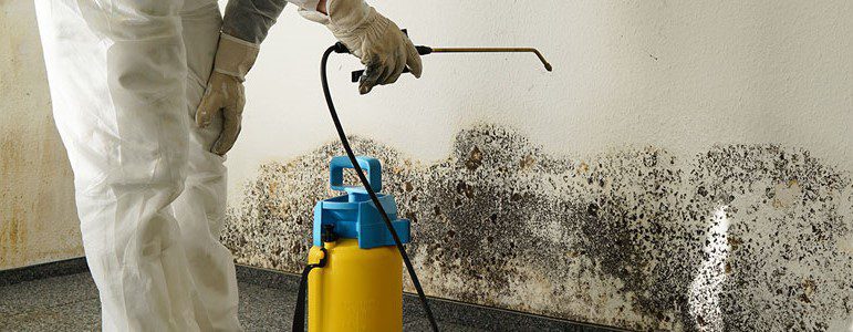 mold-removal_cropped